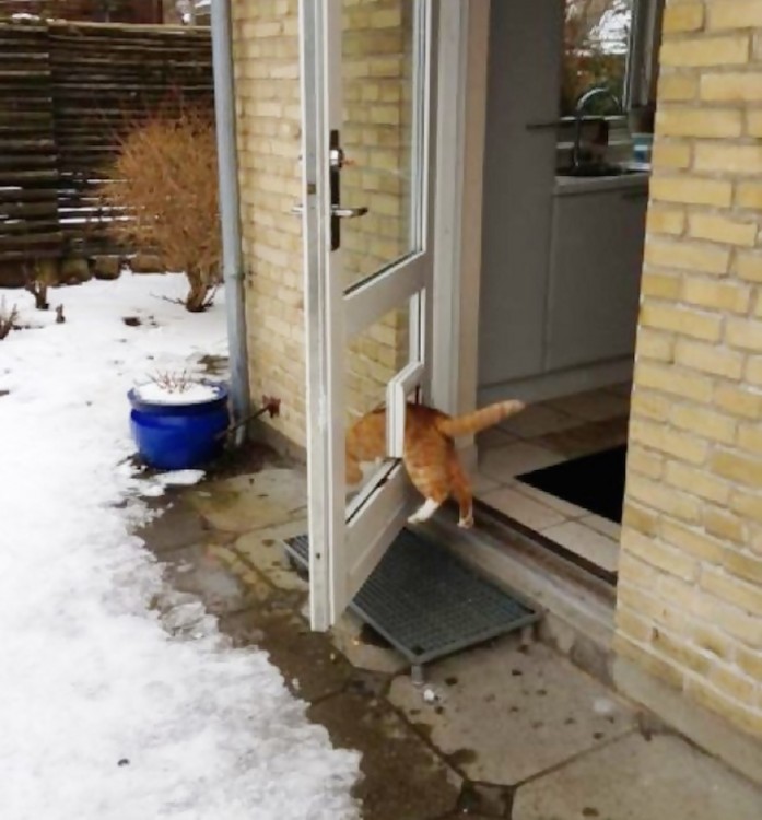Gato atorado en su pequeña puerta para gato 