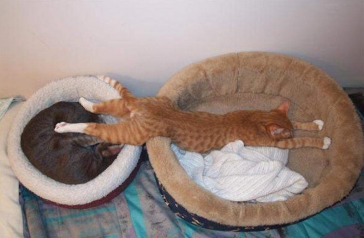 Gato acostado entre dos camas para gato 