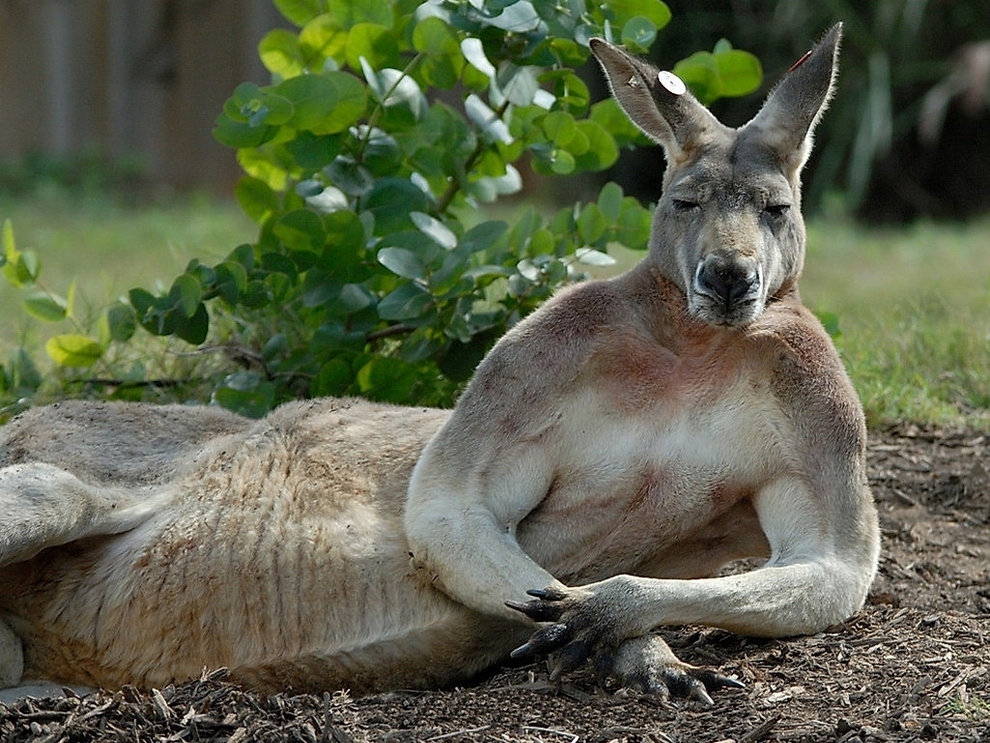 [Imagen: Animales-posando-para-la-foto-2.jpg]