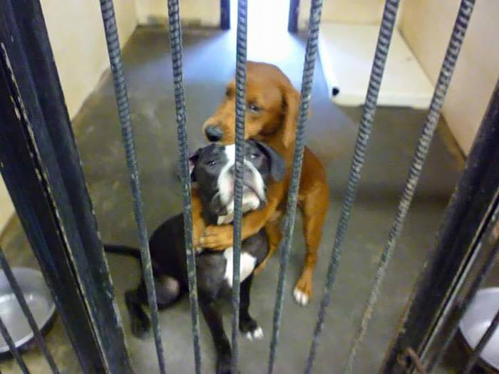 Kala y keira abrazados antes de ser mandadas a la eutanasia