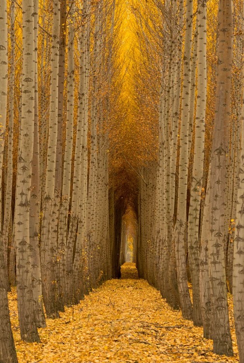Camino en un bosque de Boardman en Estados Unidos de América