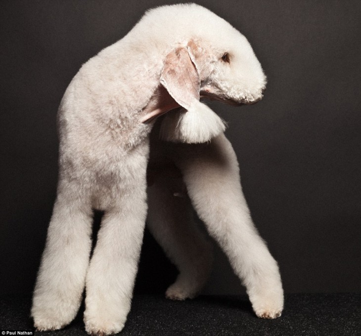 Terrier Bedlington perro que parece oveja