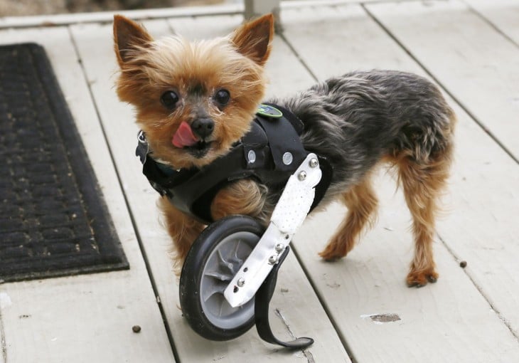 Prótesis para mascotas: una segunda oportunidad de vida