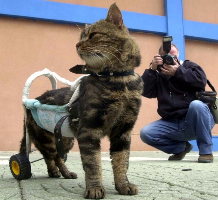 Prótesis para mascotas: una segunda oportunidad de vida
