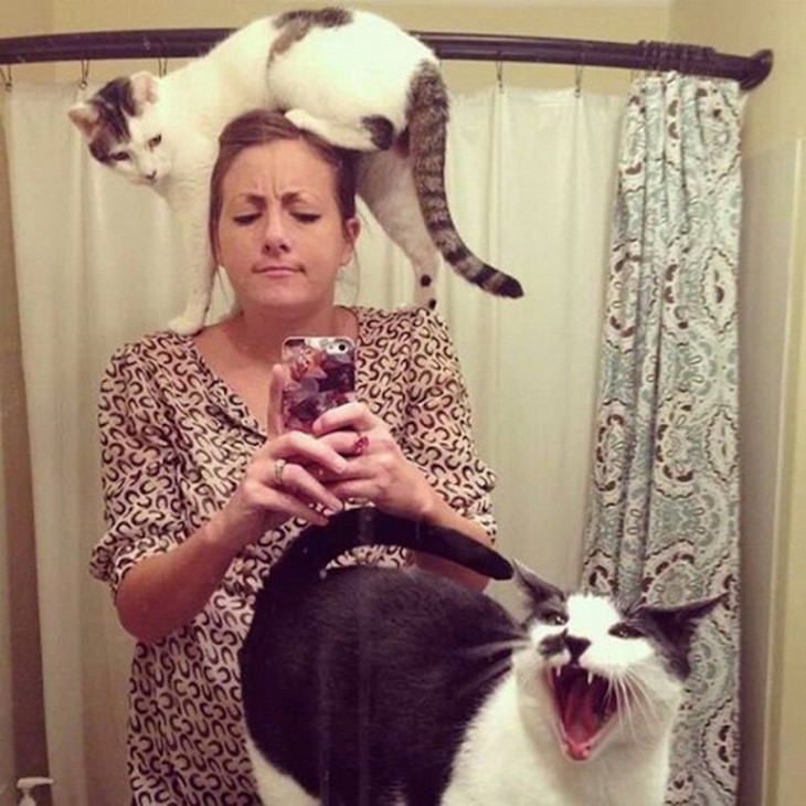 gatos peleando por la dueña mientras se toma una selfie