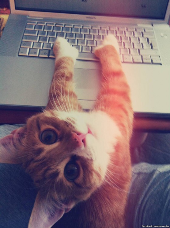 gato sobre la computadora