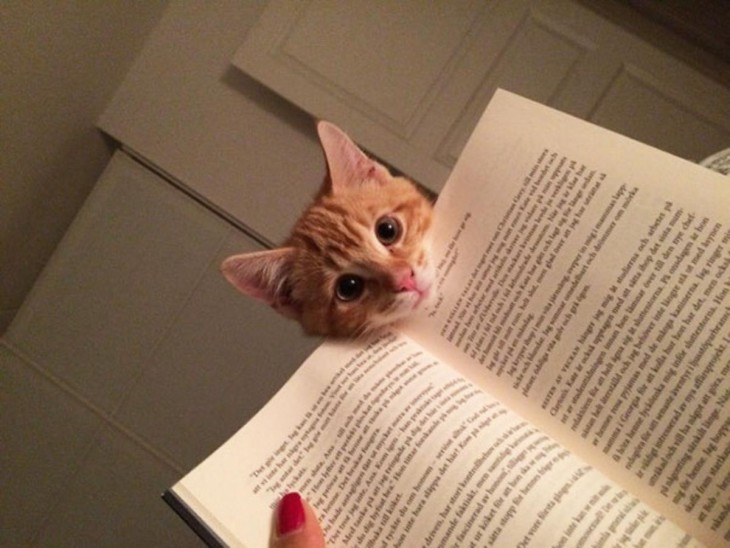 gatito pidiendo atención a su dueña y le baja el libri con la cabeza para que le ponga atención