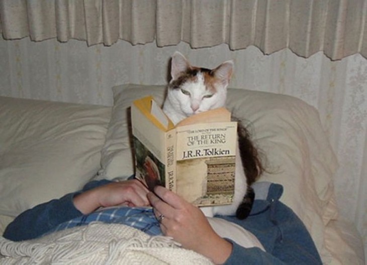 gato encima de la cara de su dueña mientras intenta leer