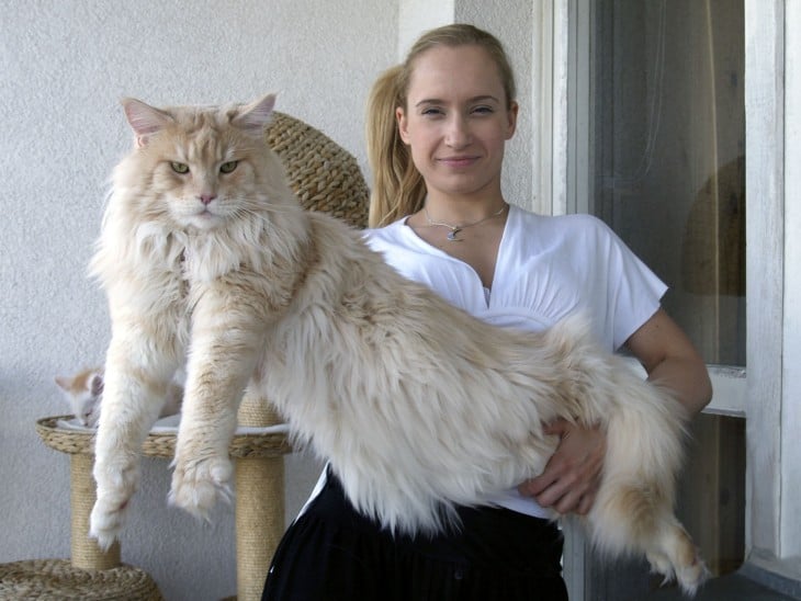 Estos son los gatos más grandes del mundo ¡Hacen ver a sus dueños muy pequeños!