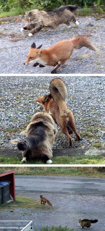 MAINE CAZANDO UN ZORRO