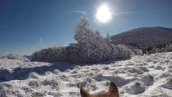 Esta Pareja tuvo una Gran Idea para Imortalizar su Boda ¡Su Perro Filmó Todo con una GoPro!