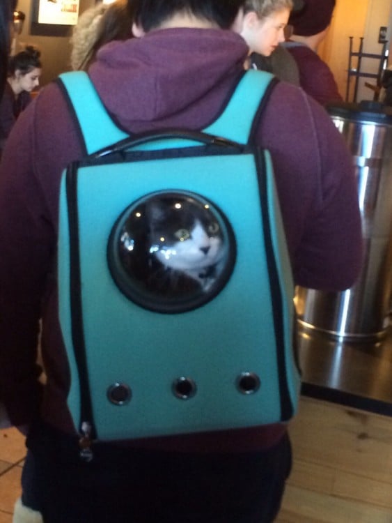 Increíbles mochilas con burbuja para transportar a tu gato ¡Parecerá astronauta!
