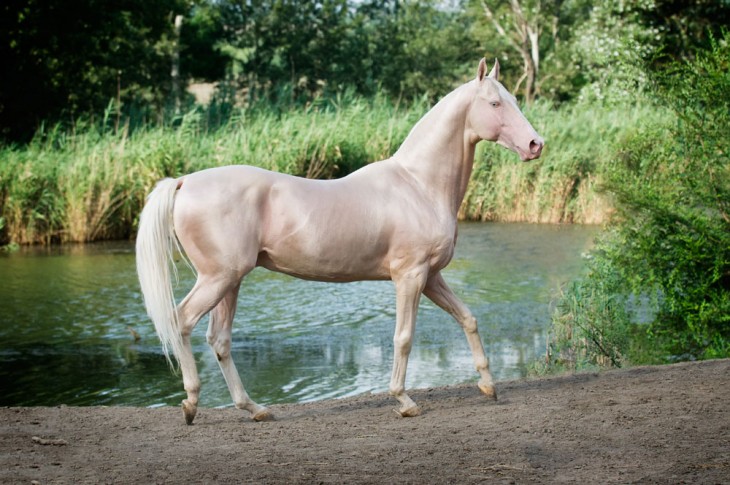  Akhal-Teke caballo dorado