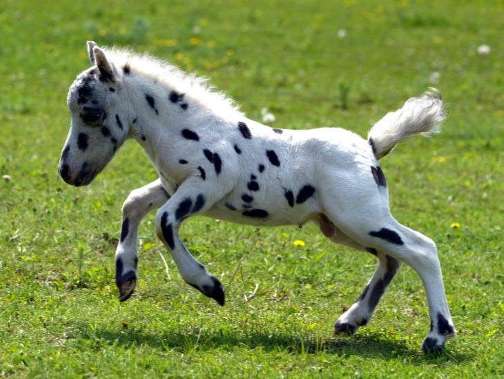 pony falabella pinto