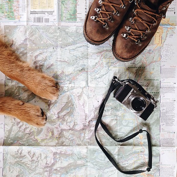 Él es Aspen, el perro viajero: Conoce sus increíbles aventuras alrededor del mundo