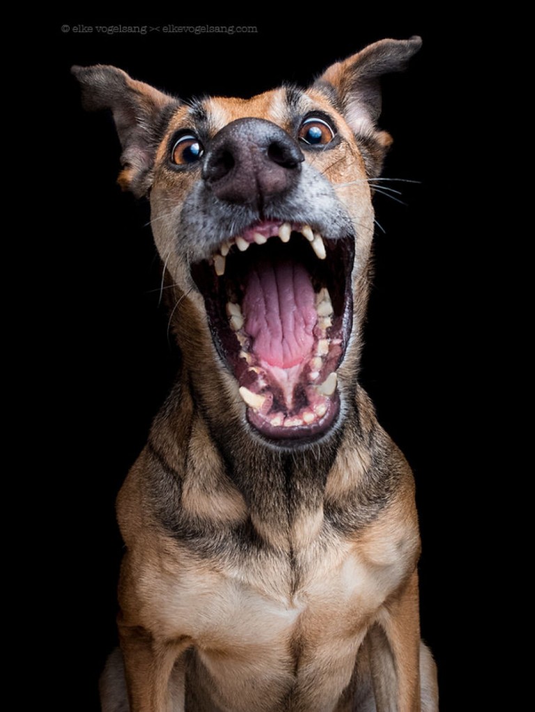 retrato de un perro a punto de lanzar una mordida