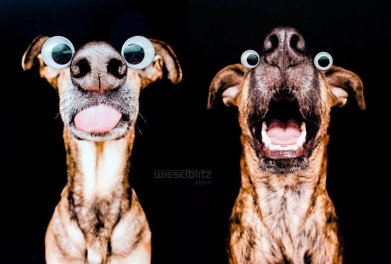 Fotografía de dos cachorros con ojos postizos