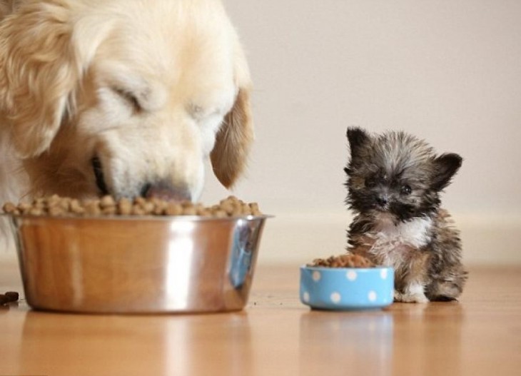 perro mini comiendo en tacita mini