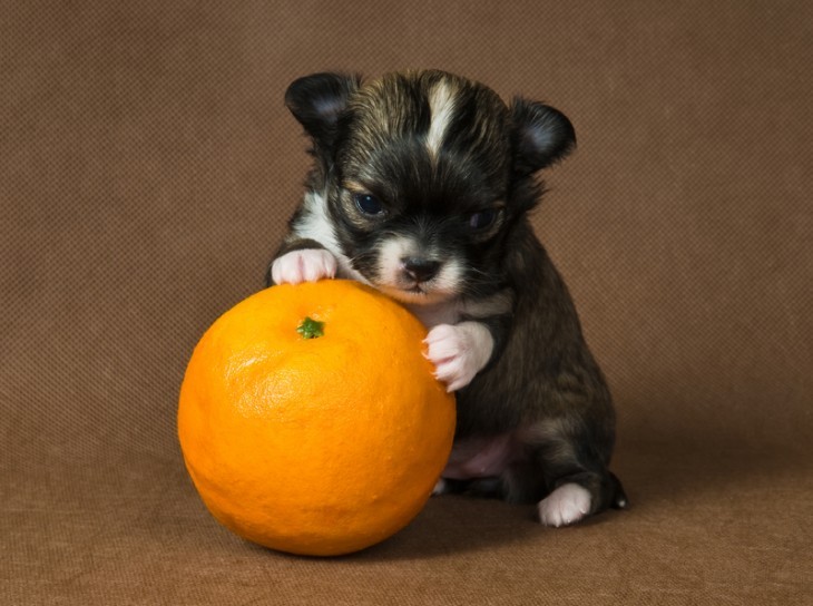 perro del tamaño de una naranja