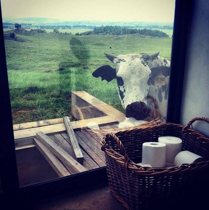 vaca mirando a un baño