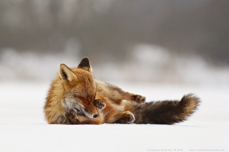 fotografía de un zorro acostado sobre la nieve agarrándose un ojo