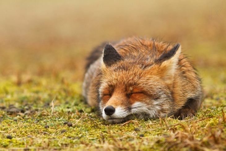 zorro acostado sobre un pasto dormido