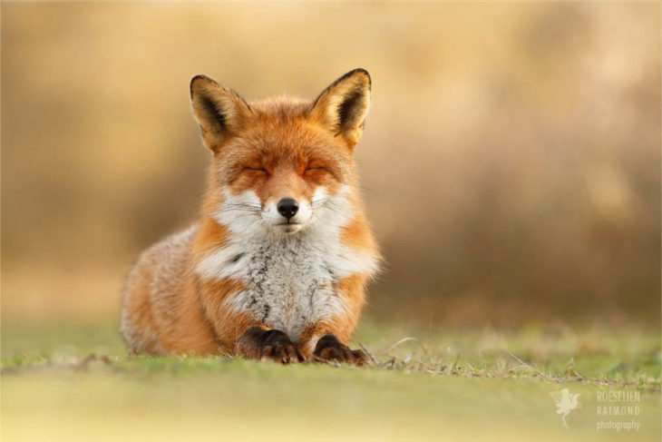 foto de un zorro sentado sobre el pasto con los ojos cerrados