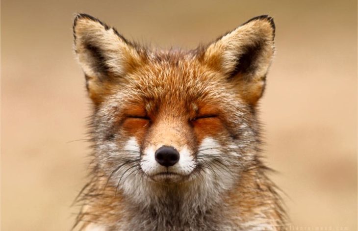 foto de la cara de un zorro con los ojos cerrados