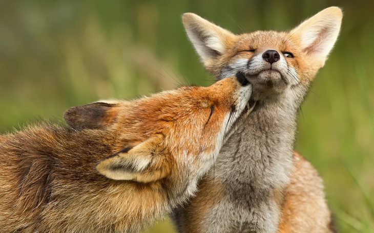 fotografía de un zorro mordiendo el cuello de otro zorro