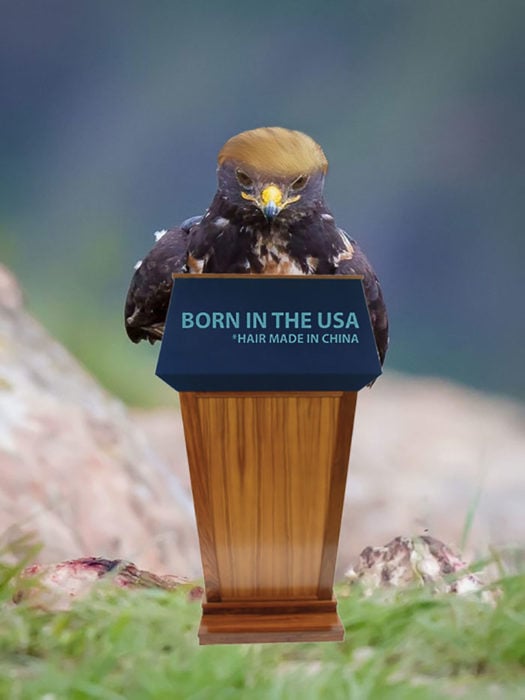 Halcón Batalla PS - donald trump