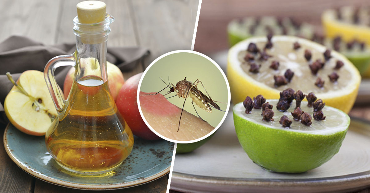 7 Trucos INFALIBLES para alejar a los mosquitos de tu hogar