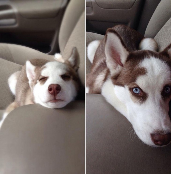 HUSKY DE OJOS AZULES