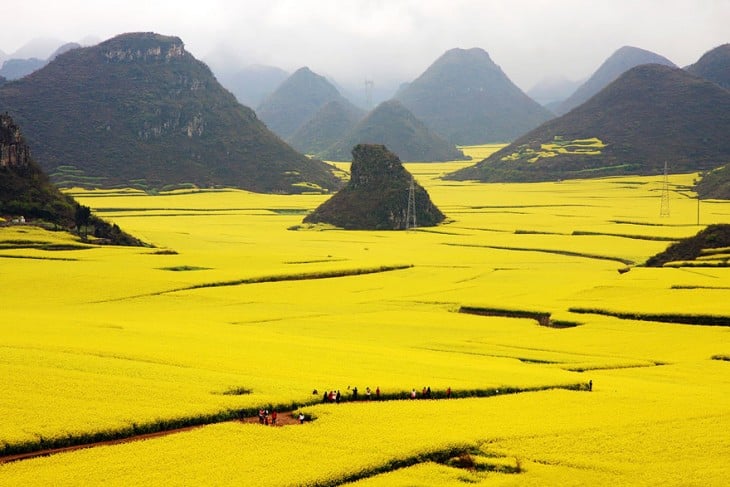 Campos de canola en China 