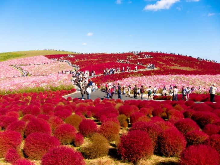 parque costero hitachi en japon surrealismo