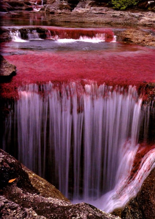 rio caño de cristales colombia