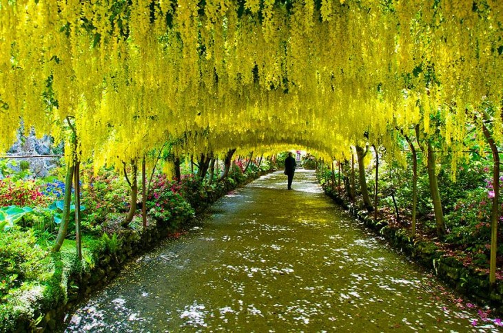 Tunel Laburnun en los Jardines Bondnant en reino unido