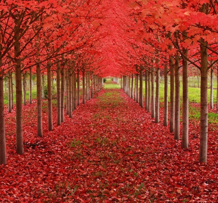 Tunel de arboles de Maple en oregon estados unidos