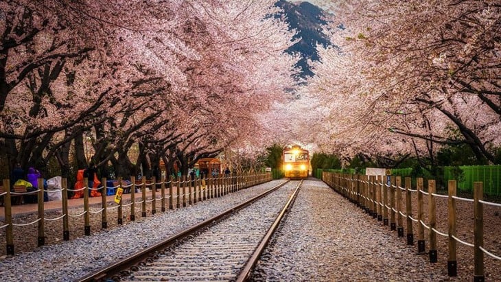 Túnel hecha con árboles de color rosa en la estación de jinhae en corea del sur