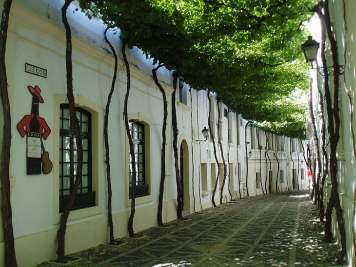 Túnel de árboles en una calle en Jerez, España 