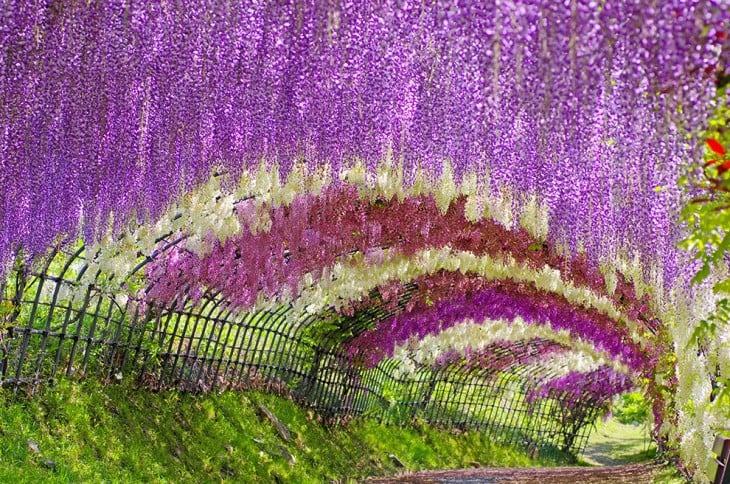 Tunel cubierto de flores en Japón 