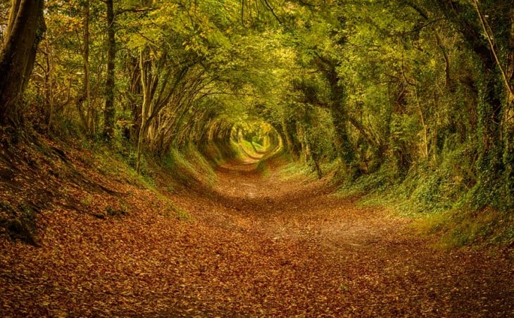 túnel de árboles al sur de Inglaterra 