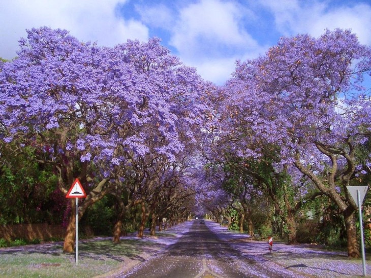 Paseo de jacarandas en Sudáfrica 