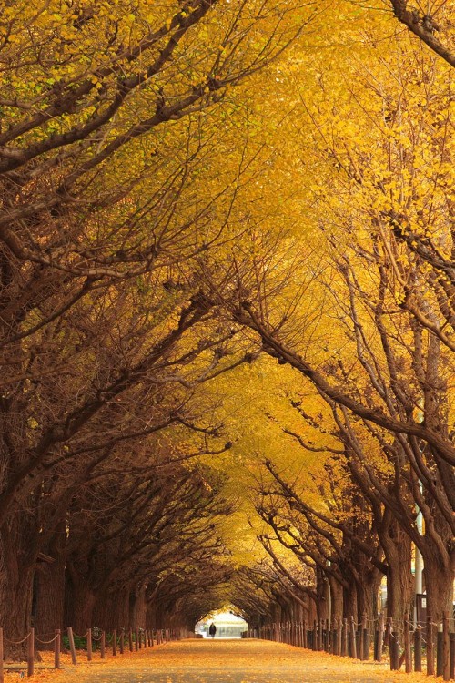 Túnel de Ginko Biloba en Japón 