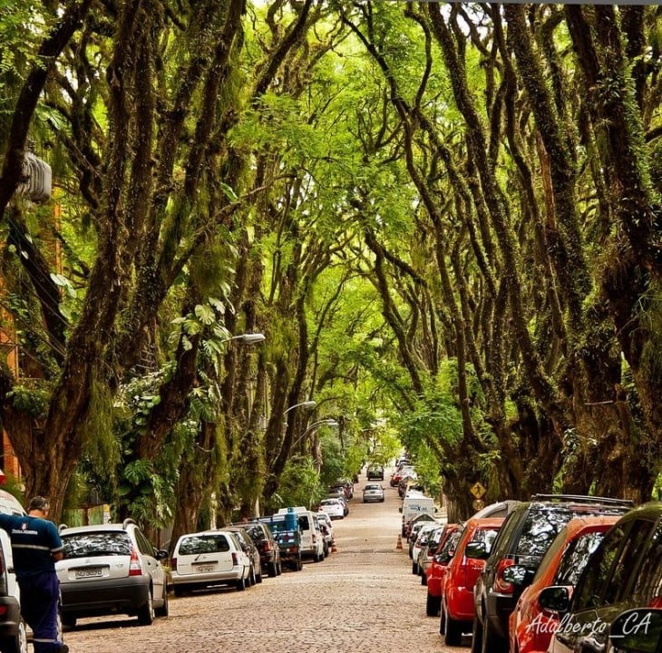 tunel de árboles en Rua Goncalo de Carvalho en brasil