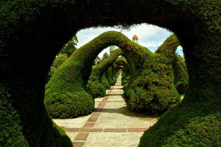 Túnel hecho con árboles en el Parque Fansisco Alvarado en Costa Rica