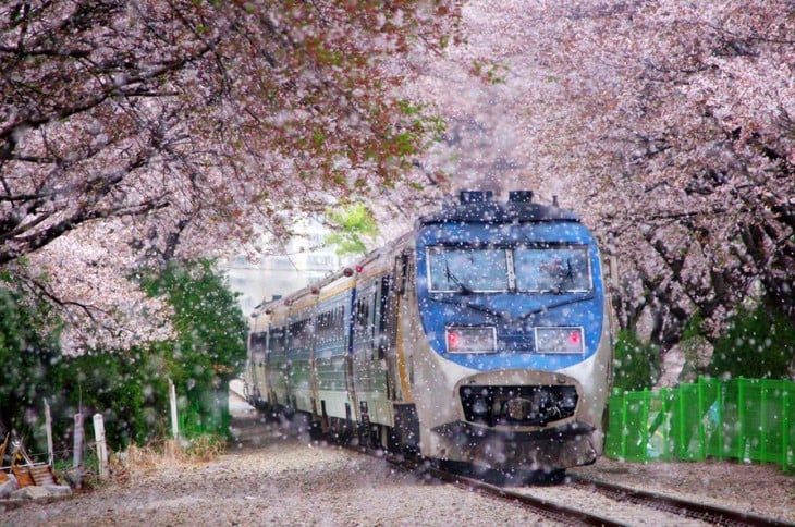 tren atravezando tunel de cerezos