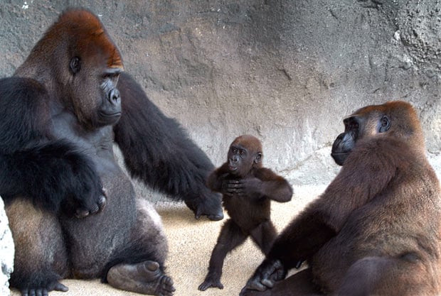 bebe gorila y padres