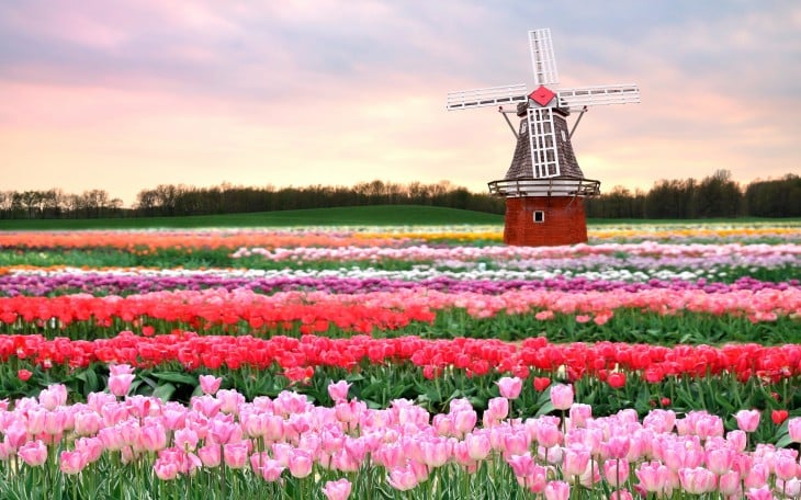 campos de tulipanes en holanda