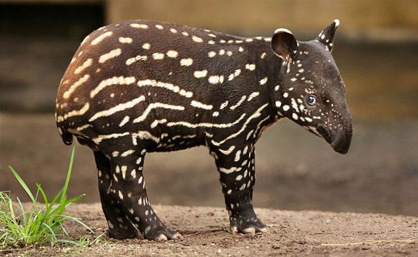 Tapir bebe muy tierno en el zoologico