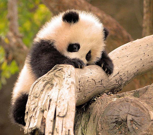panda bebe muy tierno